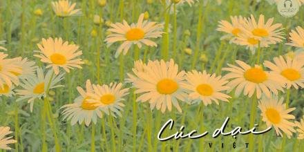 Thiết kế: Hồng Nhật